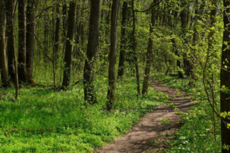 adolescente din bacau ratacite in padure in timp ce se intorceau de la scoala tinerele au sunat la politie 68488144b0764