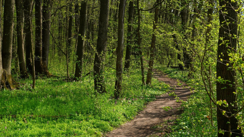adolescente din bacau ratacite in padure in timp ce se intorceau de la scoala tinerele au sunat la politie 68488144b0764