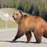 canadas security operation for g7 summit faces unorthodox threat bears 68508ca8e6d2a