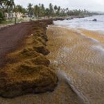 caribbean beaches blighted by record masses of stinking seaweed 684066edddeff