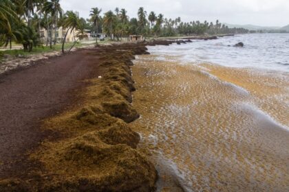 caribbean beaches blighted by record masses of stinking seaweed 684066edddeff