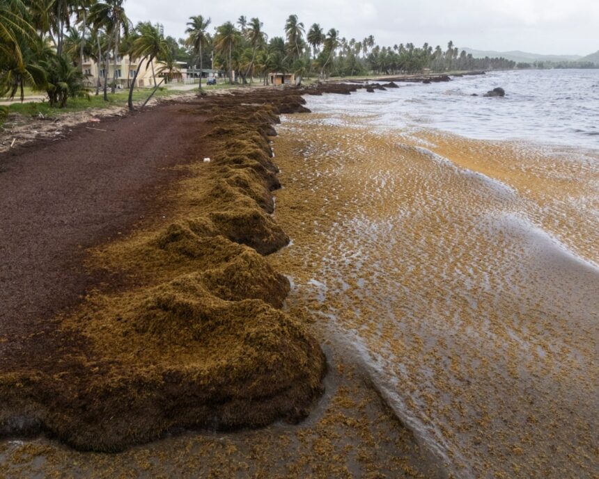 caribbean beaches blighted by record masses of stinking seaweed 684066edddeff