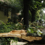 cati copaci a doborat furtuna de luni din bucuresti 6847eff779ddc