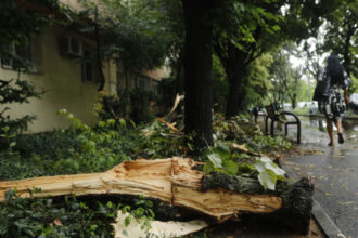 cati copaci a doborat furtuna de luni din bucuresti 6847eff779ddc