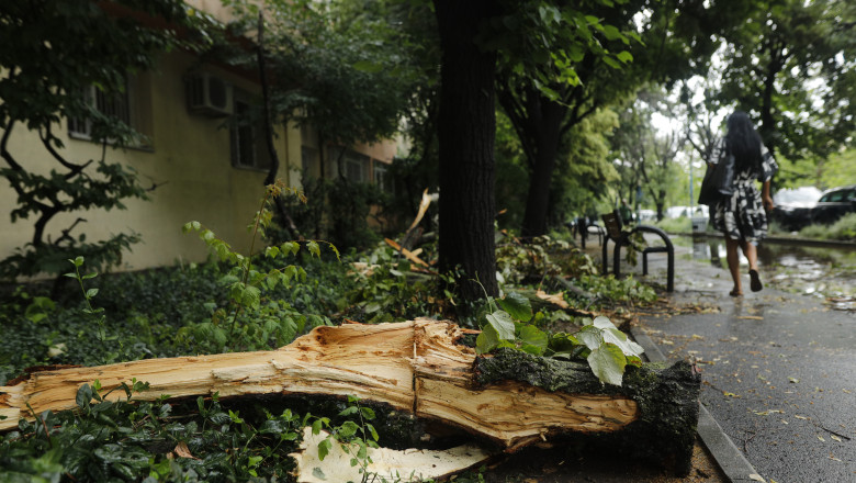 cati copaci a doborat furtuna de luni din bucuresti 6847eff779ddc