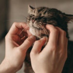 de ce torc pisicile cercetatorii japonezi au descoperit o gena care explica acest comportament vocal 68465e5b7ddf2