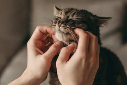 de ce torc pisicile cercetatorii japonezi au descoperit o gena care explica acest comportament vocal 68465e5b7ddf2