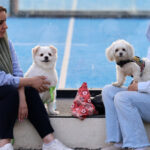 interdictii tot mai dure in iran plimbatul cainilor si transportul acestora cu masina interzise in mai multe orase 6846bcb0aa20b