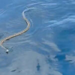 invazie de serpi in ibiza turistii prea speriati ca sa mai intre in apa situatia provoaca panica la nivelul intregii insule 6851178a862c7