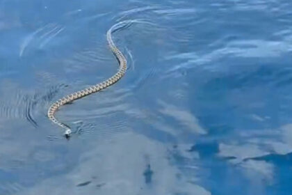 invazie de serpi in ibiza turistii prea speriati ca sa mai intre in apa situatia provoaca panica la nivelul intregii insule 6851178a862c7