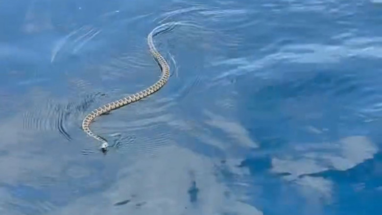 invazie de serpi in ibiza turistii prea speriati ca sa mai intre in apa situatia provoaca panica la nivelul intregii insule 6851178a862c7