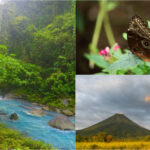 jumatate din arborele vietii a disparut de ce se golesc de insecte chiar si cele mai salbatice rezervatii naturale din lume 683fc6718651b