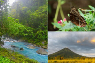 jumatate din arborele vietii a disparut de ce se golesc de insecte chiar si cele mai salbatice rezervatii naturale din lume 683fc6718651b