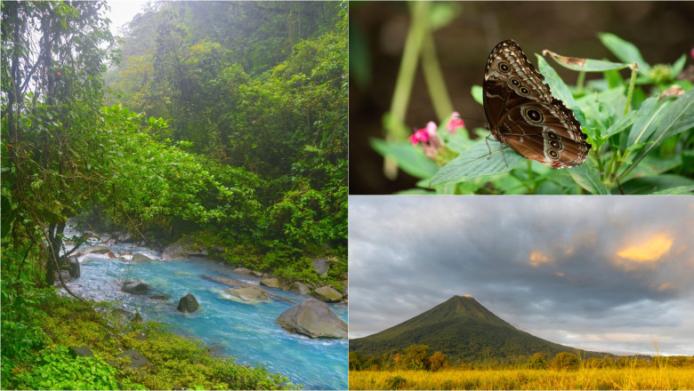 jumatate din arborele vietii a disparut de ce se golesc de insecte chiar si cele mai salbatice rezervatii naturale din lume 683fc6718651b