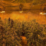 locuinta unui barbat din judetul valcea plina de plante de cannabis politistii au descoperit ca unele se apropiau de 150m inaltime 684b1ae27408d