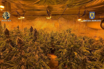 locuinta unui barbat din judetul valcea plina de plante de cannabis politistii au descoperit ca unele se apropiau de 150m inaltime 684b1ae27408d