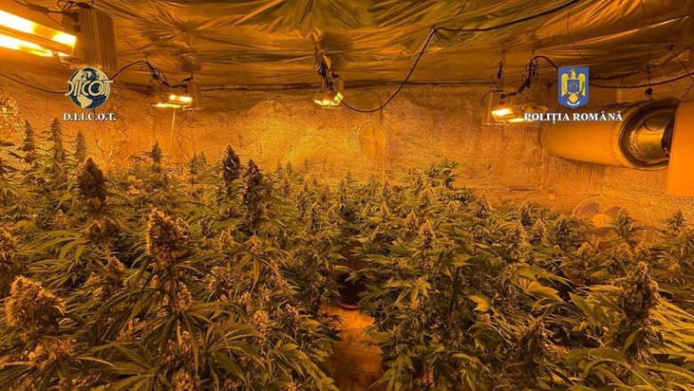 locuinta unui barbat din judetul valcea plina de plante de cannabis politistii au descoperit ca unele se apropiau de 150m inaltime 684b1ae27408d