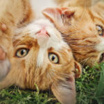 misterul pisicilor portocalii elucidat de cercetatori de ce sunt mai multi masculi decat femele 6844aa8753f04