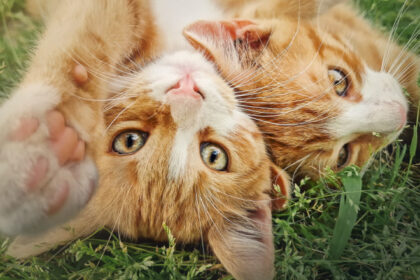 misterul pisicilor portocalii elucidat de cercetatori de ce sunt mai multi masculi decat femele 6844aa8753f04