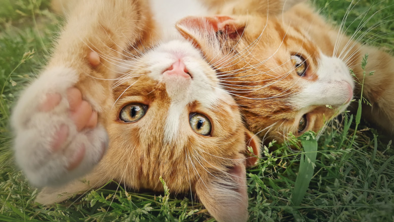 misterul pisicilor portocalii elucidat de cercetatori de ce sunt mai multi masculi decat femele 6844aa8753f04
