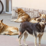 o femeie din marea britanie a murit de rabie dupa ce a fost zgariata usor de un catelus a inceput cu o durere de cap 6853096196755