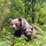 o ursoaica si doi pui au fost vazuti pe o strada din busteni localnicii avertizati prin ro alert 6844ab8aa5db2