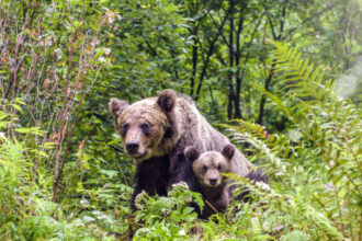 o ursoaica si doi pui au fost vazuti pe o strada din busteni localnicii avertizati prin ro alert 6844ab8aa5db2
