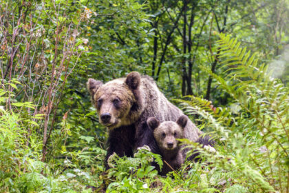 o ursoaica si doi pui au fost vazuti pe o strada din busteni localnicii avertizati prin ro alert 6844ab8aa5db2