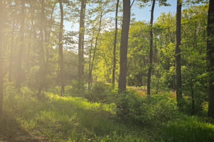 peste 150 de ong uri cer partidelor sa includa in programul de guvernare crearea centurilor verzi in jurul oraselor nu mai avem timp 683f19978af46