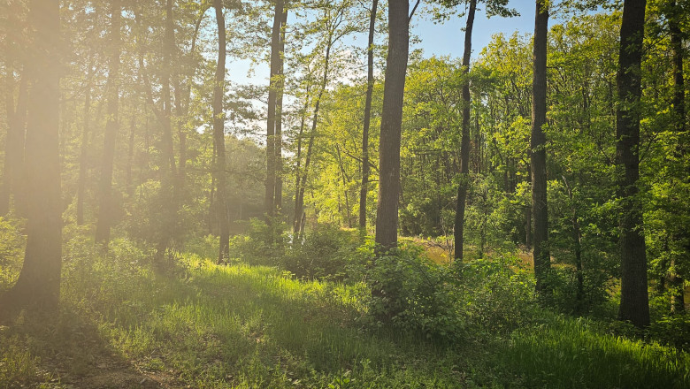 peste 150 de ong uri cer partidelor sa includa in programul de guvernare crearea centurilor verzi in jurul oraselor nu mai avem timp 683f19978af46