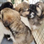 peste 250 de caini ridicati de pe domeniul public in luna mai aspa aminteste de programele gratuite de sterlizare 683f1a6367931