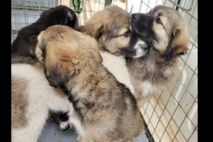 peste 250 de caini ridicati de pe domeniul public in luna mai aspa aminteste de programele gratuite de sterlizare 683f1a6367931