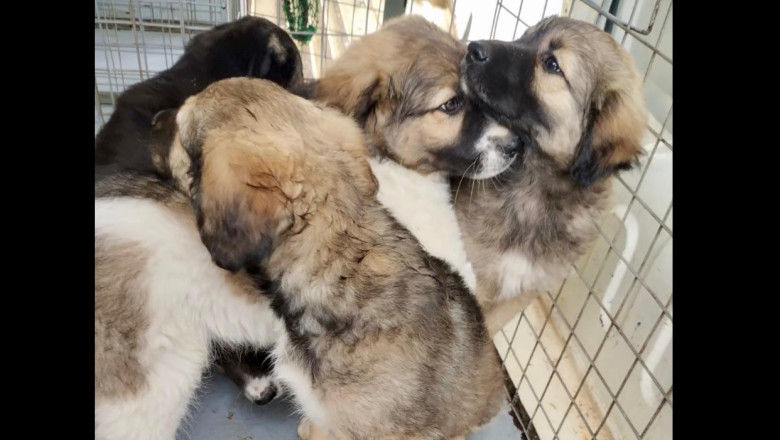 peste 250 de caini ridicati de pe domeniul public in luna mai aspa aminteste de programele gratuite de sterlizare 683f1a6367931