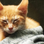 pisicile domesticite mult mai tarziu decat s a crezut primele feline erau mancate iar blana lor folosita drept vesmant 6844aa79cabe9