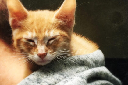 pisicile domesticite mult mai tarziu decat s a crezut primele feline erau mancate iar blana lor folosita drept vesmant 6844aa79cabe9