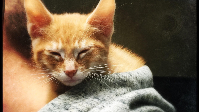 pisicile domesticite mult mai tarziu decat s a crezut primele feline erau mancate iar blana lor folosita drept vesmant 6844aa79cabe9