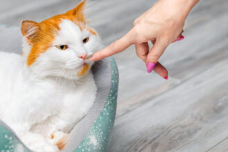 pisicile fac diferenta intre stapani si straini dupa miros arata un nou studiu ce se stia pana acum 6844aa7e7a84e