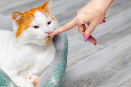 pisicile fac diferenta intre stapani si straini dupa miros arata un nou studiu ce se stia pana acum 6844aa7e7a84e