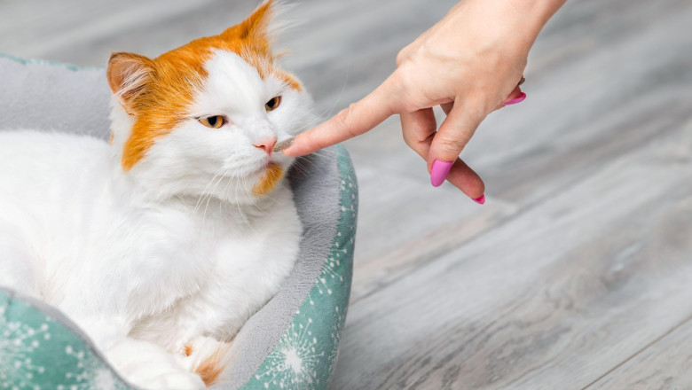 pisicile fac diferenta intre stapani si straini dupa miros arata un nou studiu ce se stia pana acum 6844aa7e7a84e