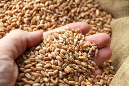 productie record de grau romania va avea in acest an cea mai mare recolta de dupa 1997 6850ea001864c