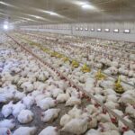 revealed more than 24000 factory farms have opened across europe 684afe7747343