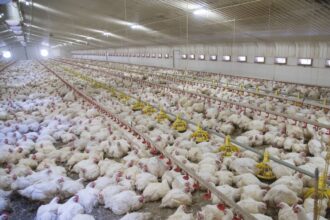 revealed more than 24000 factory farms have opened across europe 684afe7747343