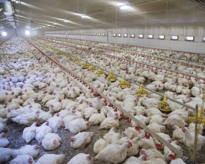 revealed more than 24000 factory farms have opened across europe 684afe7747343