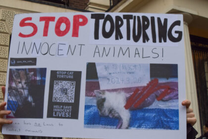 subcultura bolnava a tortionarilor de pisici razboiul secret dintre iubitorii de feline si cei care fac bani din zoosadism 6844aa83328be