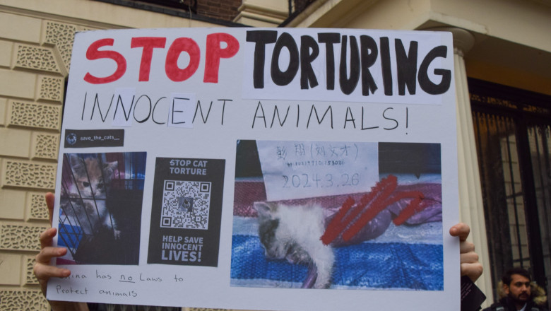 subcultura bolnava a tortionarilor de pisici razboiul secret dintre iubitorii de feline si cei care fac bani din zoosadism 6844aa83328be