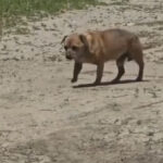 video amenda de 12 000 de lei pentru un barbat care a abandonat un caine in statiunea mamaia 6842d4203a791