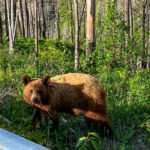 video baloo de romania cum a fost surprins un urs de catre camerele de supraveghere montate intr o padure 683f1abd87d4f