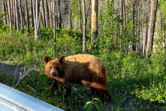 video baloo de romania cum a fost surprins un urs de catre camerele de supraveghere montate intr o padure 683f1abd87d4f