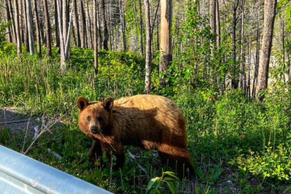 video baloo de romania cum a fost surprins un urs de catre camerele de supraveghere montate intr o padure 683f1abd87d4f