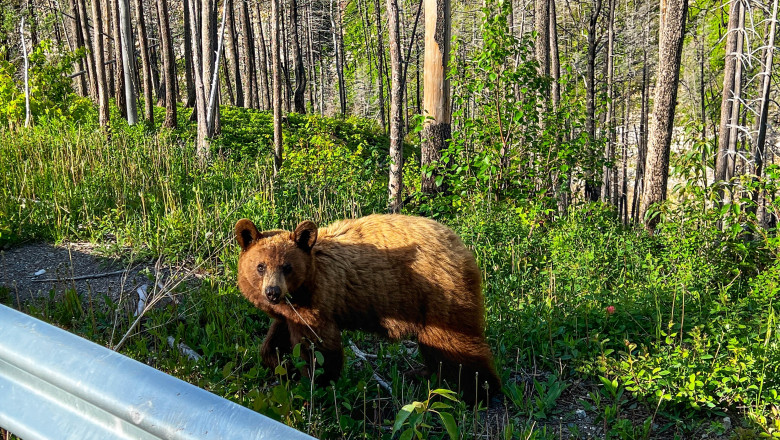 video baloo de romania cum a fost surprins un urs de catre camerele de supraveghere montate intr o padure 683f1abd87d4f
